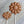 Milk Chocolate Daisy Sucker