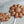 Milk Chocolate Daisy Sucker
